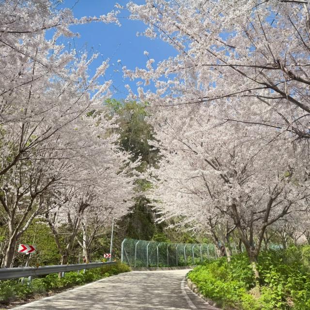 [NSP NEWS Image]가보니울릉 내수전 벚꽃길 상춘객들 발길에 교통정체