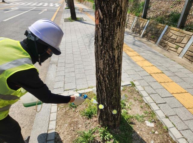 [NSP NEWS Image]용인시 처인구 가을철 은행나무 악취 원천 차단친환경 제어제 도입