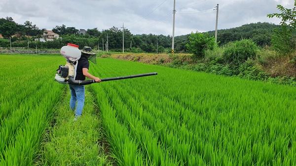 -강진군의 한 농업인이 동력살포기를 활용해 비료를 살포하고 있다 사진 강진군