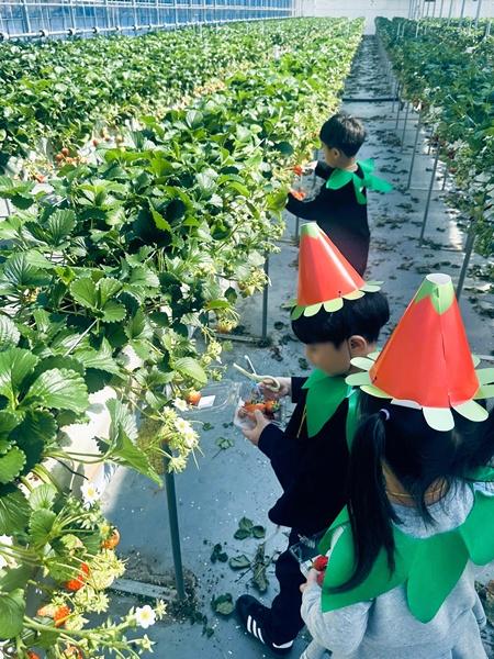 -장성군 관내 어린이 집 등 원아들이 딸기 따기 체험을 하고 있다 사진 장성군