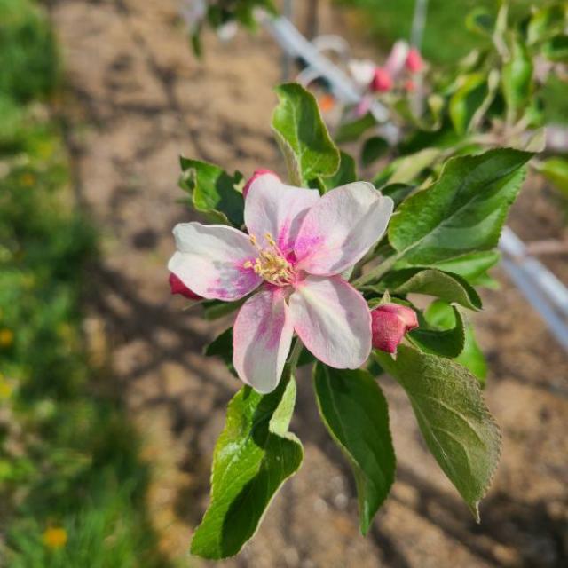 [NSP NEWS Image]안동시 사과 저온 피해 극복 인공수분 실시 당부