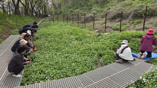 -남바람꽃 서식지 찾은 탐방객 사진 구례군청