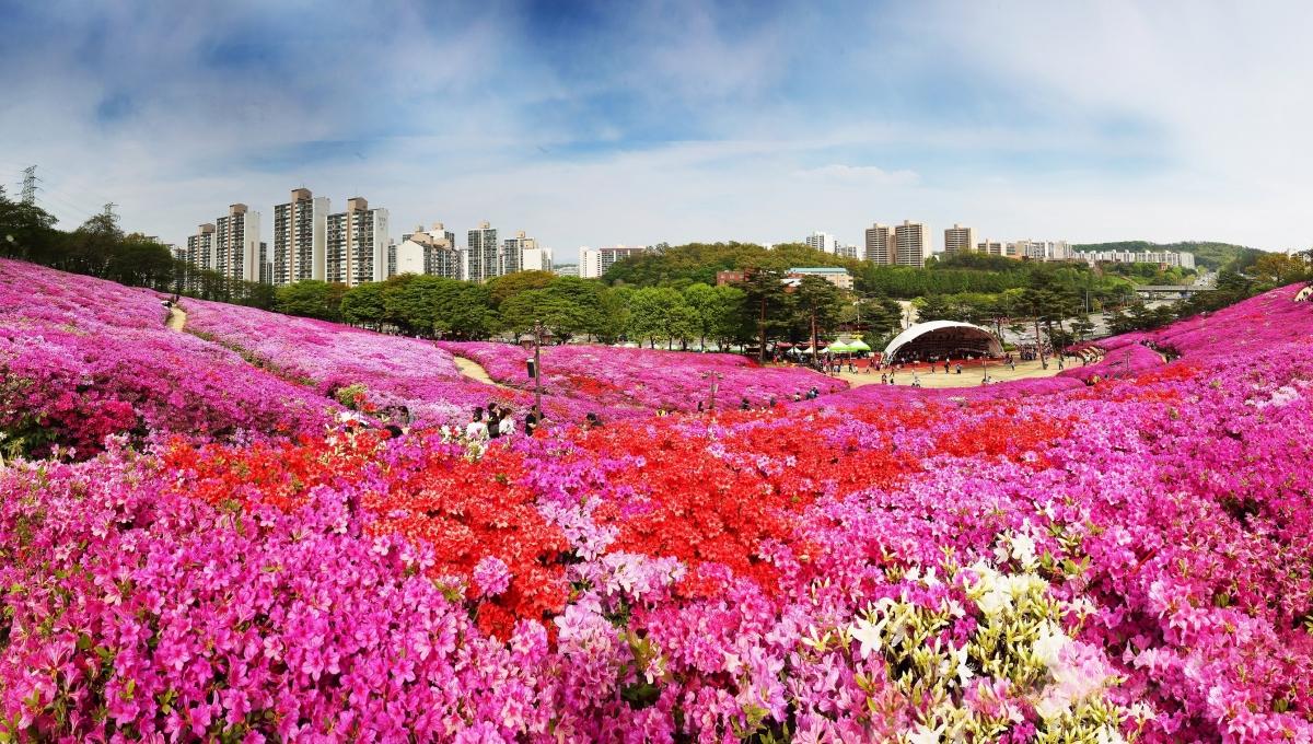 -군포철쭉동산 모습 사진 군포시