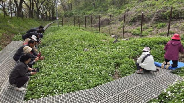 [NSP NEWS Image]구례 남바람꽃 개화 올해도 성황리 마무리