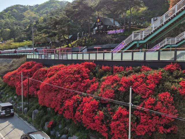 [NSP NEWS Image]곡성군 섬진강변  붉게 물든 철쭉 물결 관광객에 손짓