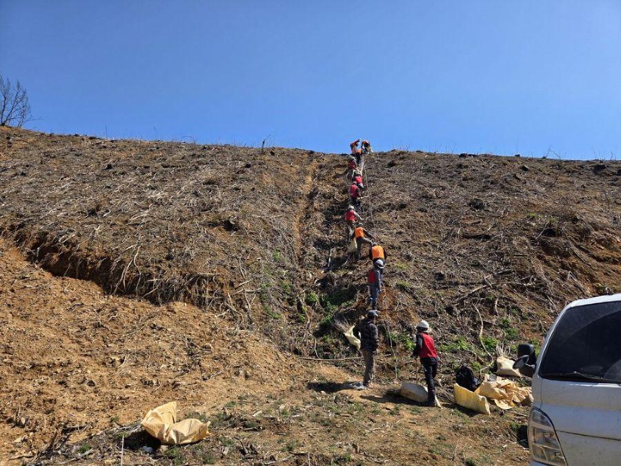 -안동시는 산불 피해가 컸던 임하면 남후면 남선면 임동면 일직면 길안면 등 6개 면29개 지구을 중심으로 328ha 규모의 복구 조림을 속도감 있게 진행 중이다 사진 안동시