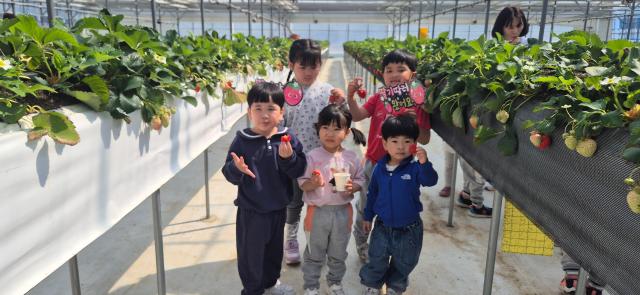 [NSP NEWS Image]봉화군 어린이급식관리지원센터 딸기 따기 체험 진행