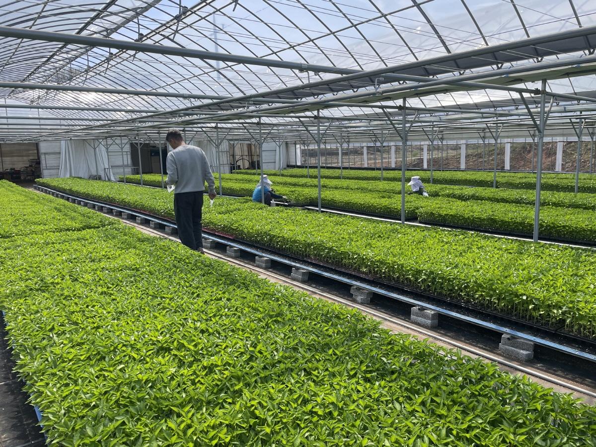 -평택시농업기술센터가 고추묘 보급사업 전에 대표 바이러스 4종 사전 점검을 완료했다 사진 평택시