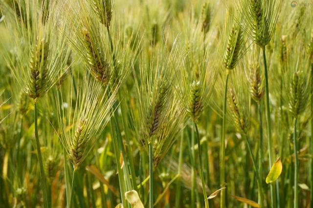 [NSP NEWS Image]강진군 맥류 붉은곰팡이병 사전방제 당부