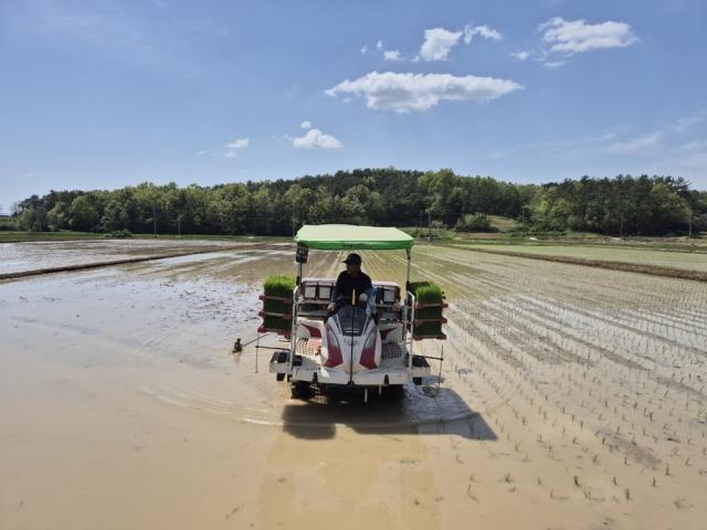 [NSP NEWS Image]강진군 풍년 농사 기원 올해 첫 모내기 실시