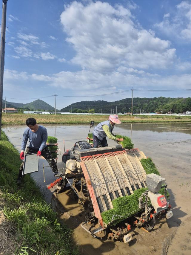 [NSP NEWS Image]담양군 27일 대숲맑은 조기햅쌀 첫 모내기 본격 농번기 시작