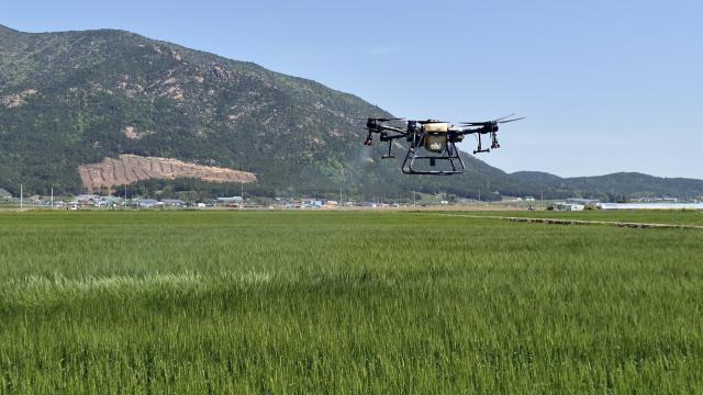 [NSP NEWS Image]장흥군 청년농업인 드론 활용 맥류 영양제 살포 봉사 실시