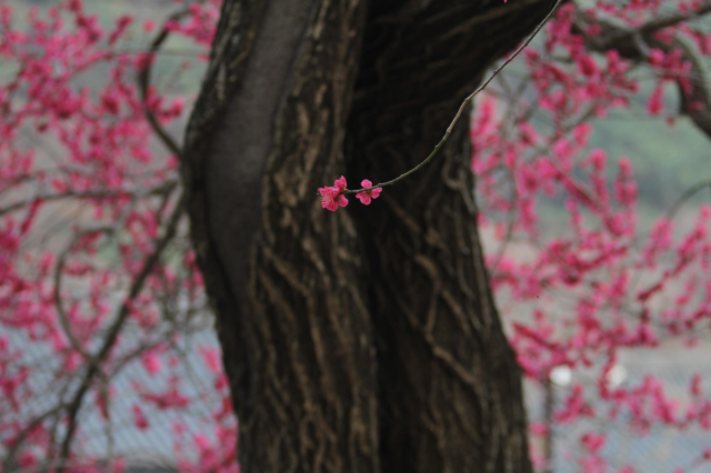 [NSP NEWS Image]지리산대화엄사 화엄사 홍매화 사진 콘테스트 수상작 발표 1600여 점 출품 역대 최다