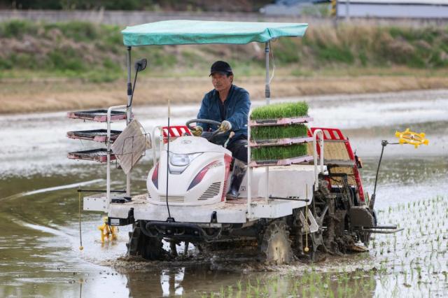 [NSP NEWS Image]예천군 조생종 벼 모내기 진행