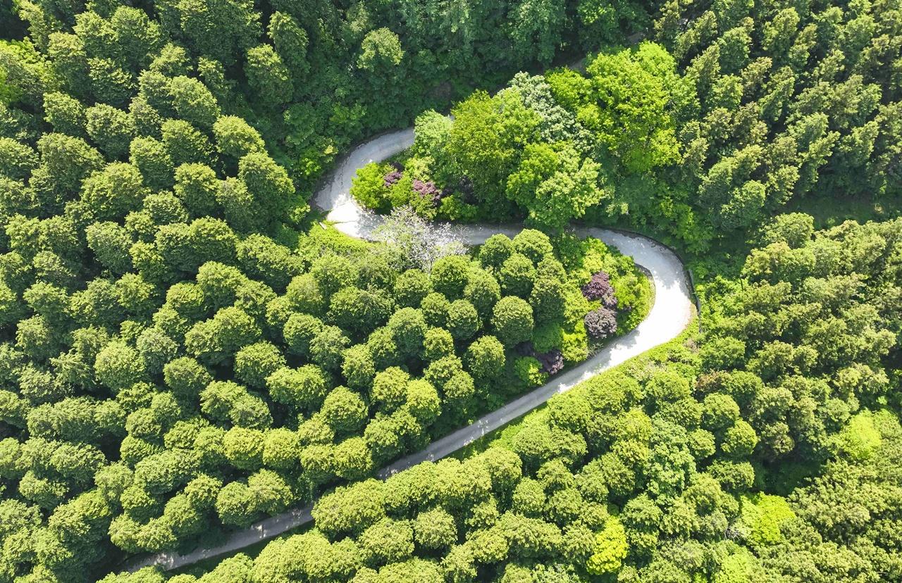-장성군 축령산 편백숲 사진 장성군