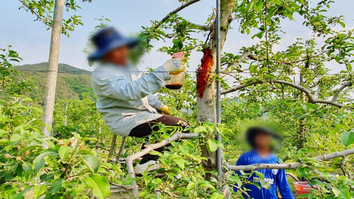 -청송군은 지난 3월 27일 필리핀 계절근로자 입국을 시작으로 5월 중순까지 총 451명의 외국인 계절근로자가 순차적으로 입국해 농촌 일손 부족 해소에 나선다고 밝혔다 사진 청송군