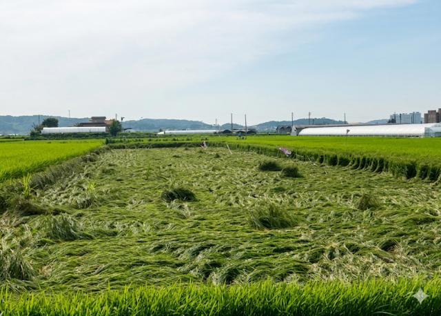 [NSP NEWS Image]안성시 농작물재해보험 가입 독려 나서