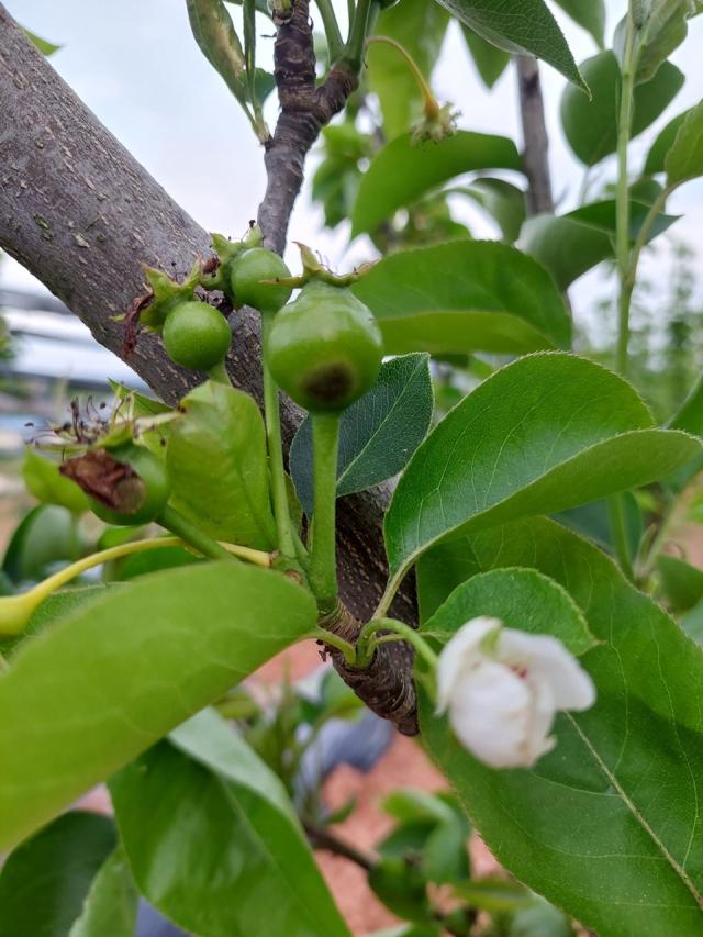 [NSP NEWS Image]나주시 배 검은별무늬병 확산 우려 적기 방제 당부