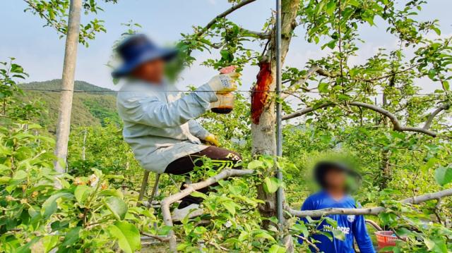 [NSP NEWS Image]청송군 외국인 계절근로자 451명 순차 입국농촌 인력난 해소 단비