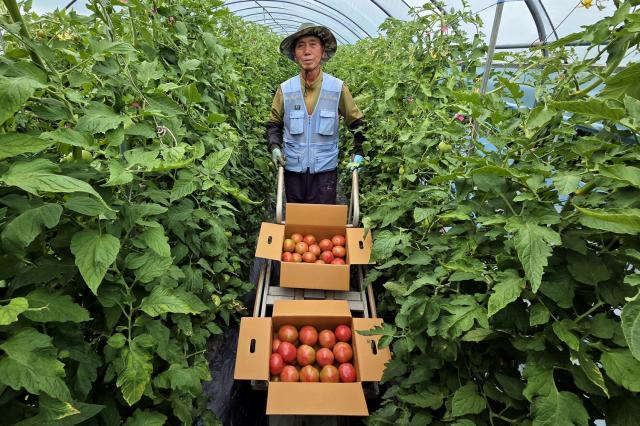 [NSP NEWS Image]예천군 지역 특산물 감천 돌토마토 출하