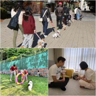 (NSP NEWS Image)[3분 신청 가이드]강서구, 반려견 문제행동 교정 지원 확대