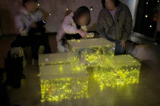 [NSP NEWS Image]의왕 백운호수도서관, ‘반딧불이 체험 행사’ 성료…1000마리의 빛 장관