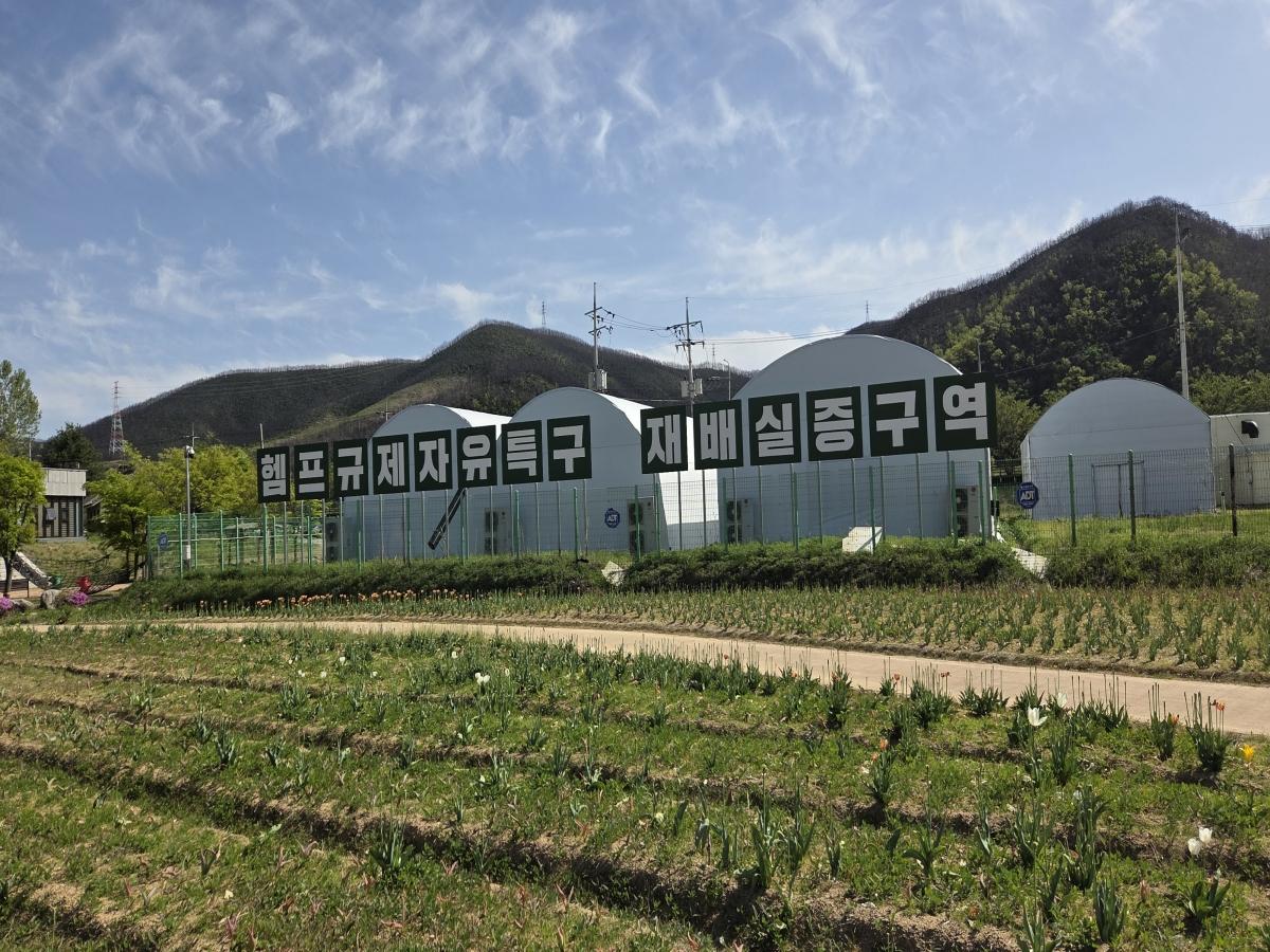 -경상북도 북부권이 과거 ‘삼베’를 생산하던 전통농업 방식의 대마 산업의 틀에서 벗어나 미래 고부가가치 바이오소재 산업인 ‘산업용 헴프(HEMP)’의 중심지로 도약하고 있다. 산업용