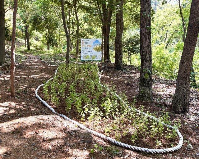 [NSP NEWS Image]광양시, 시민 참여형 산국 꽃밭 조성...산책하다 꽃 심어요