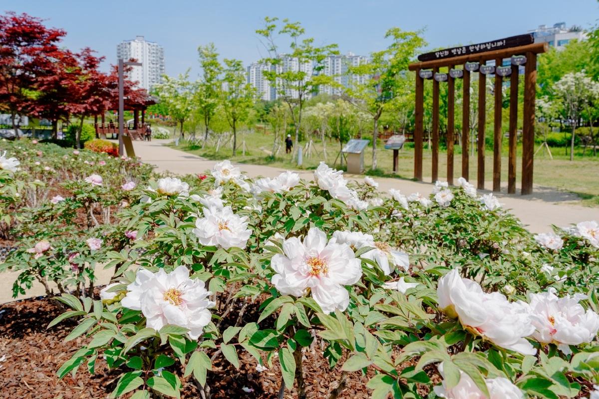 -꽃이 만개한 모란정원 모습. (사진 = 오산시)