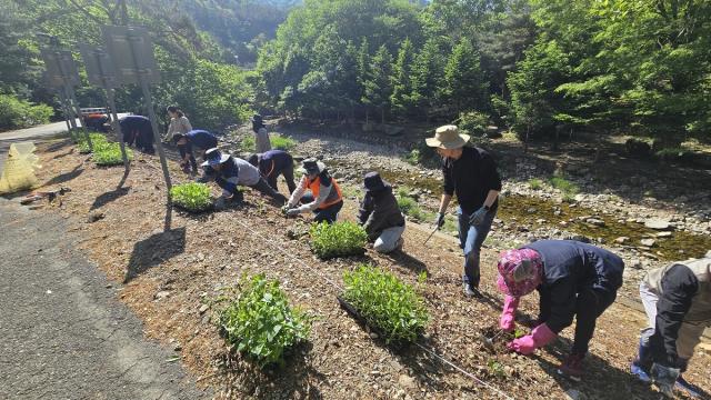 [NSP NEWS Image]완주군, 고산자연휴양림에 버들마편초 1400주 식재