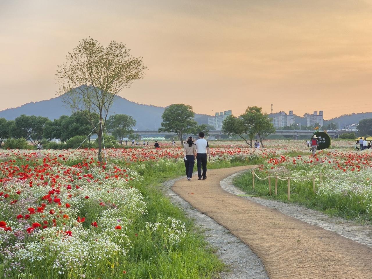 -나주 영산강 들섬과 둔치 일원에 조성된 약 16만㎡ 규모 꽃양귀비 단지가 만개해 붉은 꽃물결을 이루고 있다. (사진 = 나주시)