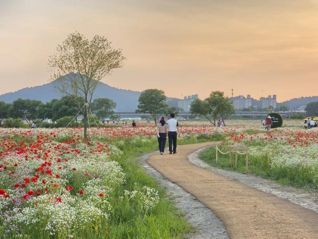 [NSP NEWS Image]나주시, 영산강 꽃양귀비 만개…나주 봄꽃 명소로 자리매김
