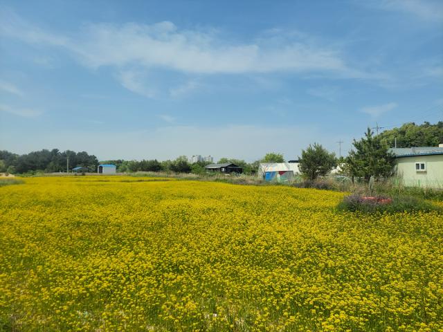 [NSP NEWS Image][사진속이야기]쓰레기 매립장 지워낸 노란 물결, 주문진 주민들이 만든 기적