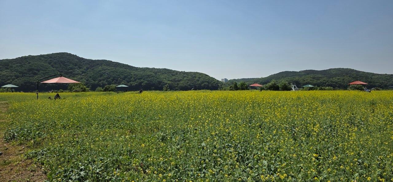 -용인특례시 기흥구 공세동 기흥호수공원에 조성된 유채꽃 단지. (사진 = 용인특례시)