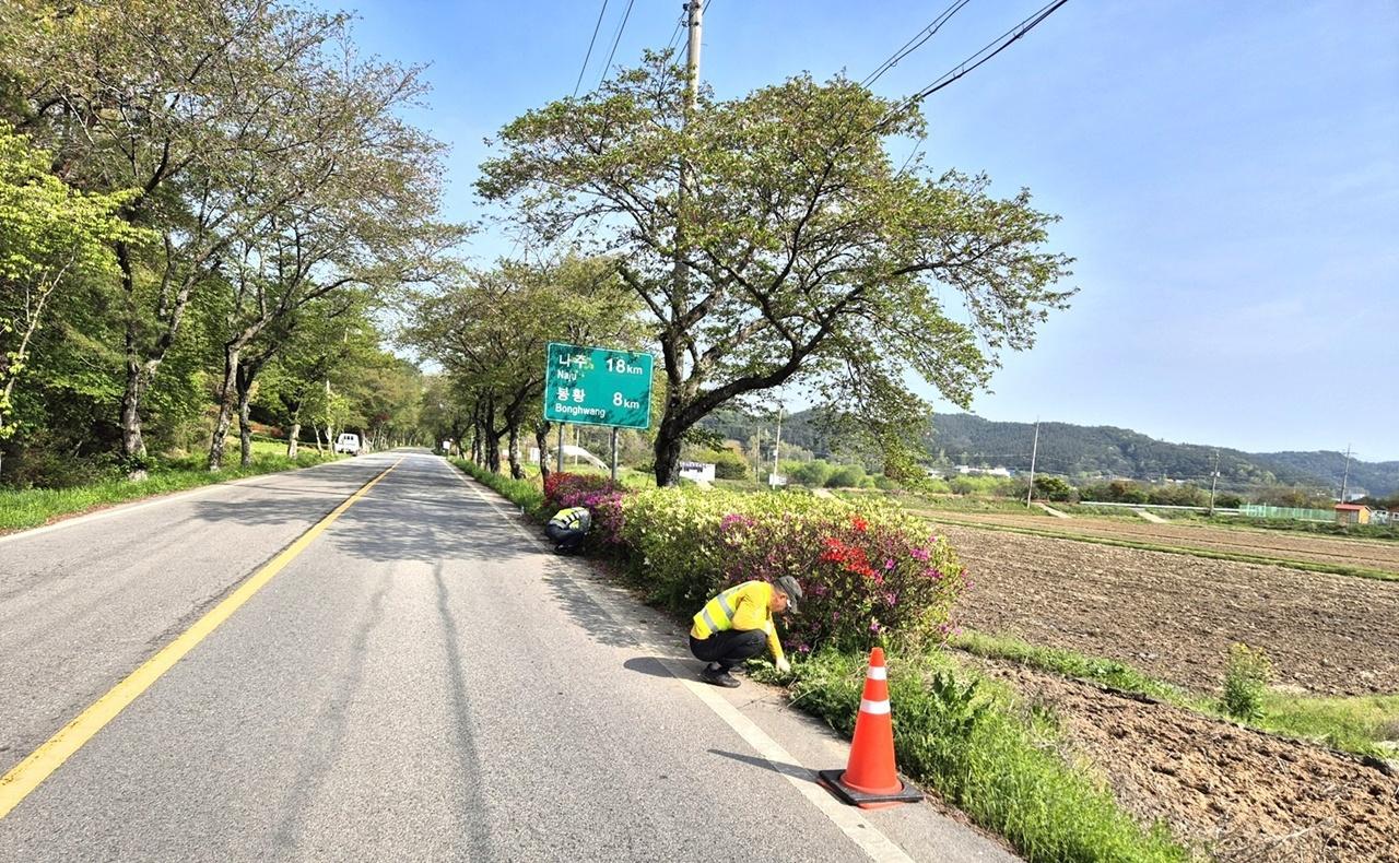 -나주시의 상반기 지역공동체일자리사업 참가자들이 다도면 관광명소 주변 철쭉꽃밭 가꾸기 작업을 하고 있다. (사진 = 나주시)