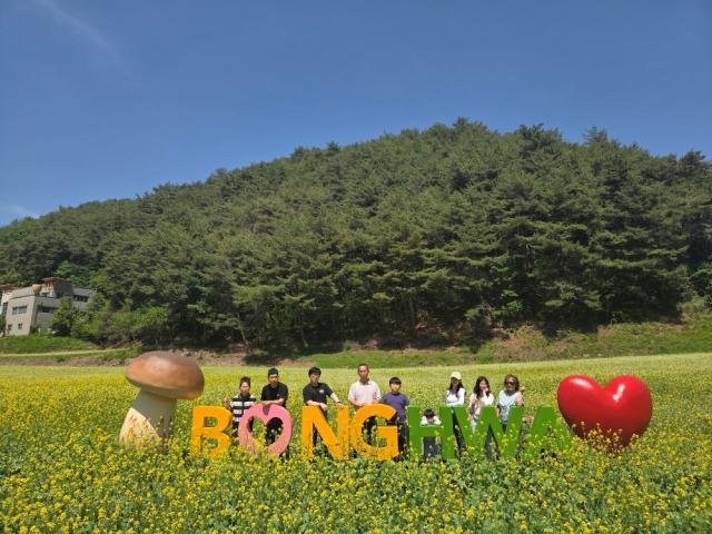 [NSP NEWS Image]봉화군, 춘양면 애당리 꽃밭 유채꽃과 메밀꽃 만개