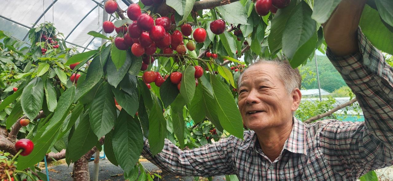 -곡성군의 한 농부가 명품 곡성 체리를 살펴보고 있다. (사진 = 곡성군)
