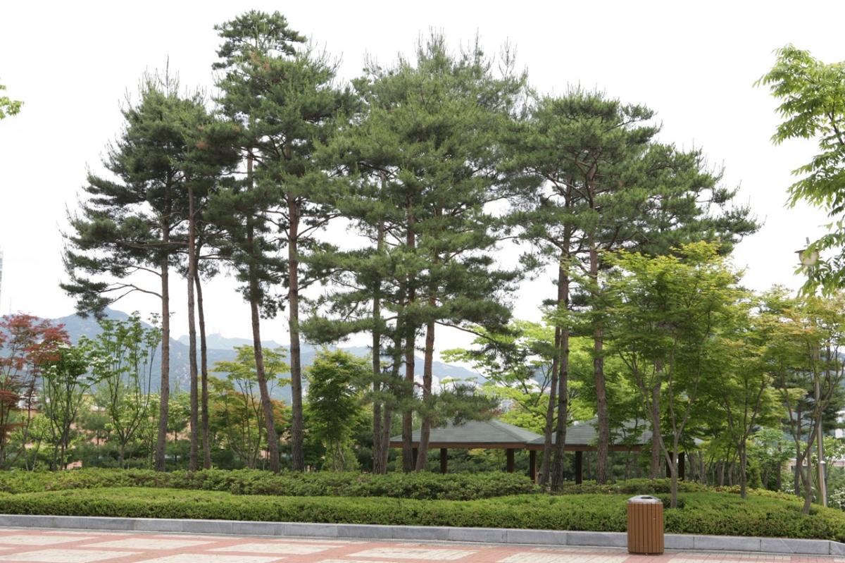 -안양시 석수동에 있는 소나무 모습. (사진 = 안양시)