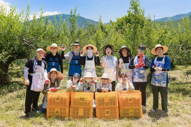 -광양경자청 직원들 매실 수확 농가 일손 돕기 (사진 = 광양만권경제자유구역청)