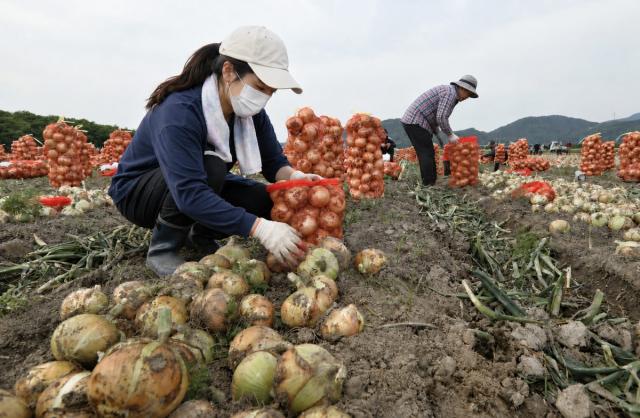 [NSP NEWS Image]안성시, ‘아까운 농산물’ 유통 활성화 시범사업 전격 추진…민·관 협의 완료