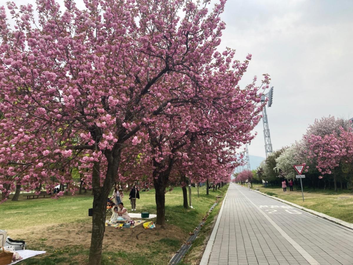-수도권 서남부를 대표하는 시민 휴식처인 미사경정공원 겹벚꽃길 모습. (사진 = 국민체육진흥공단)