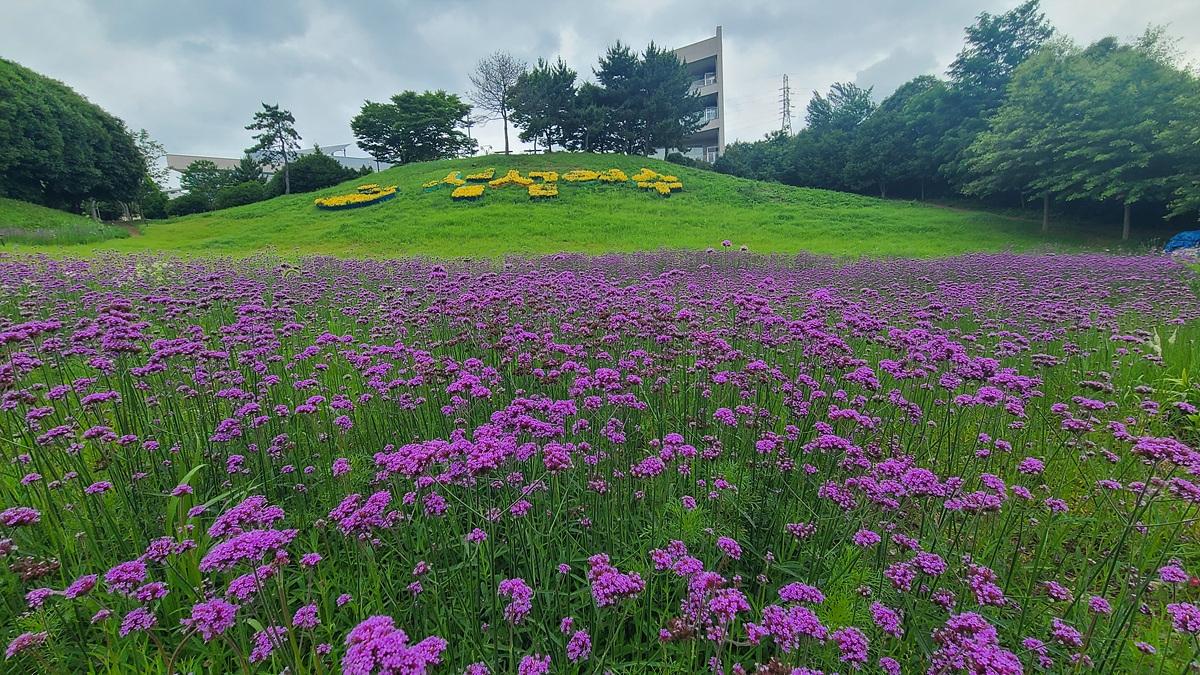 -여수시 화장동 선사유적공원 도시농업공간에 만개한 버들마편초 (사진 = 여수시)