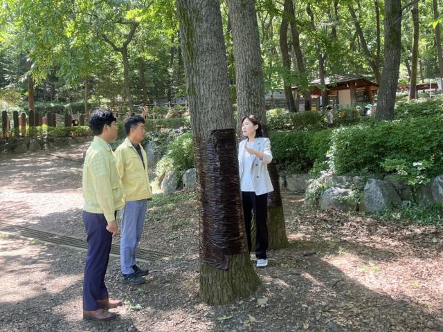 [NSP NEWS Image]광명시, 러브버그 대량 발생 선제 대응…가림산·구름산 방제 현장 긴급 점검