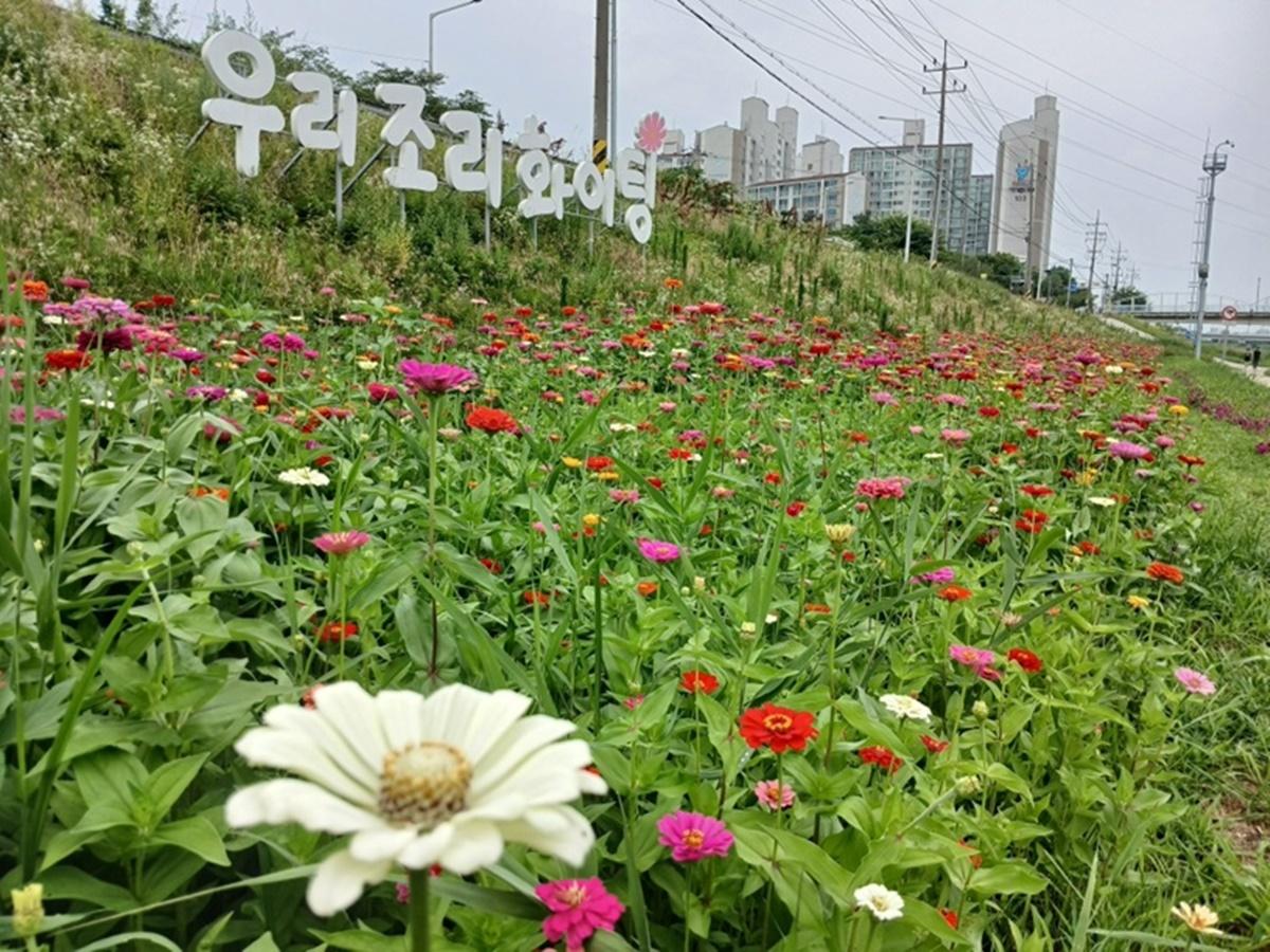 -공릉천 수변공원 백일홍 (사진 = 파주시)