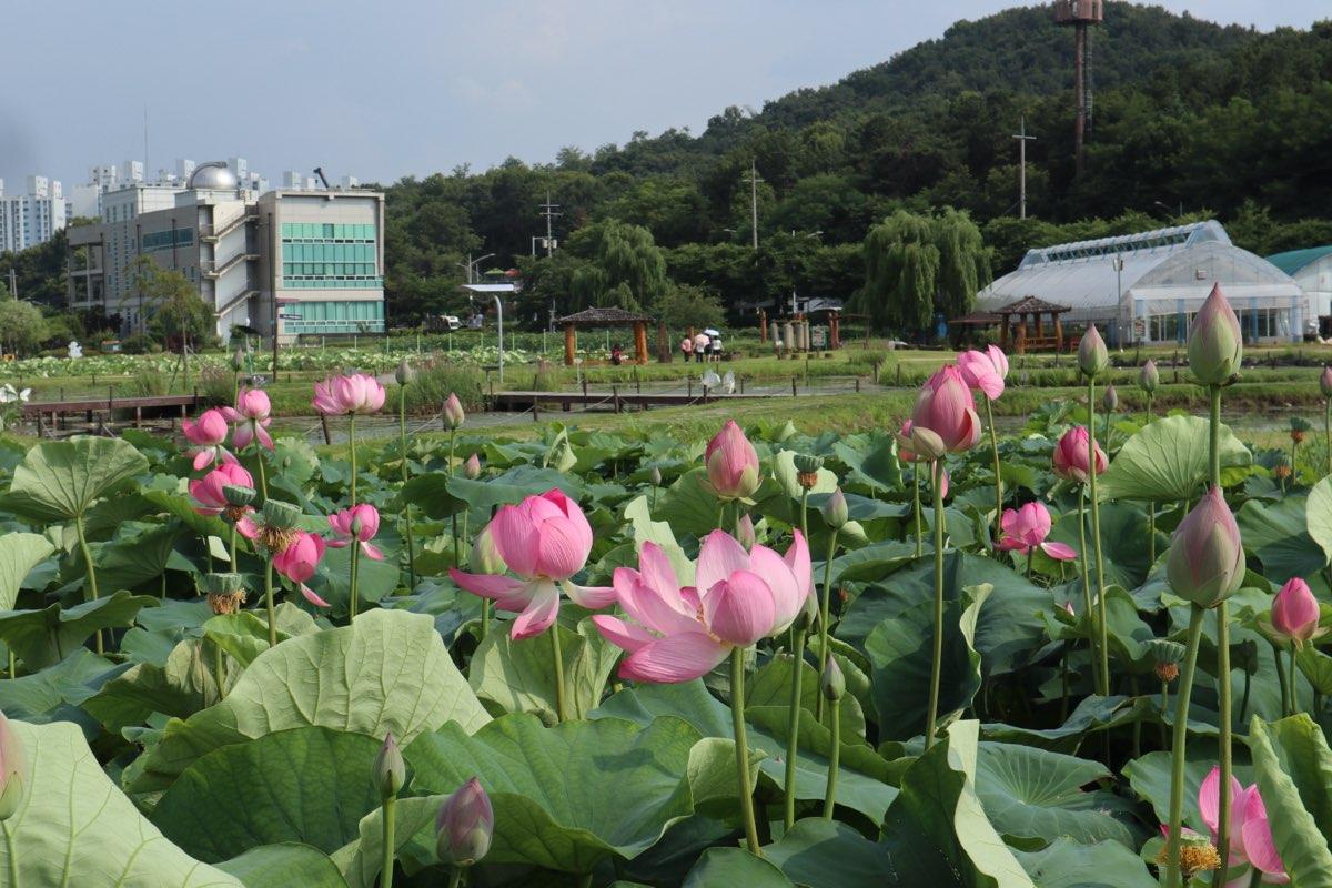 -연꽃이 만발한 시흥연꽃테마파크 전경. (사진 = 시흥시)