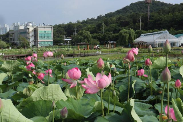 [NSP NEWS Image]시흥시 연꽃테마파크, 7월 맞아 본격 개화…여름 대표 관광지 주목