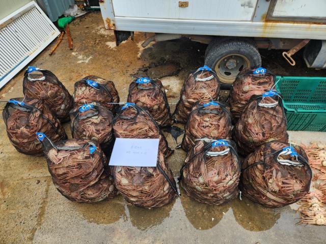 [NSP NEWS Image]포항해경, 암컷대게 ‘불법 포획·유통’한 일당 4명 검거...2명 구속