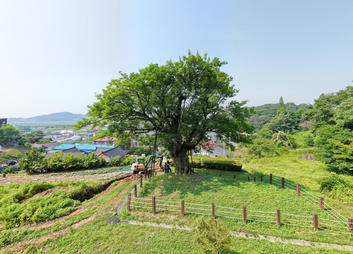 -화성 전곡리 물푸레나무 모습. (사진 = 화성시)