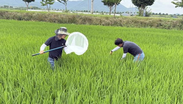 [NSP NEWS Image]강진군, 장마철 벼 병해충 발생 주의 당부