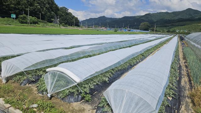 [NSP NEWS Image]진안군, 노지 수박 차열망 터널 재배 시범사업 추진